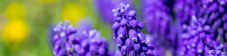  de sostenibilidad de flores púrpuras