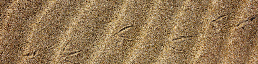 huellas de aves salpicaduras de arena