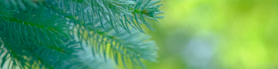 salpicadura de pino verde
